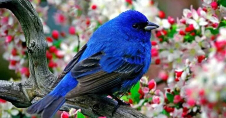 Most Beautiful Birds in the World