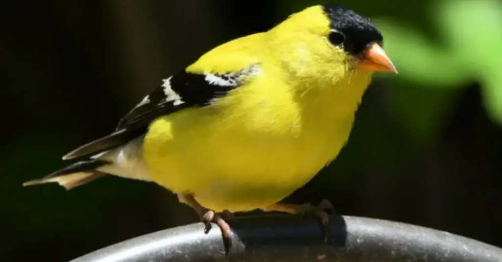 American Goldfinch