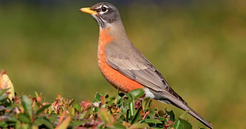 American Robin