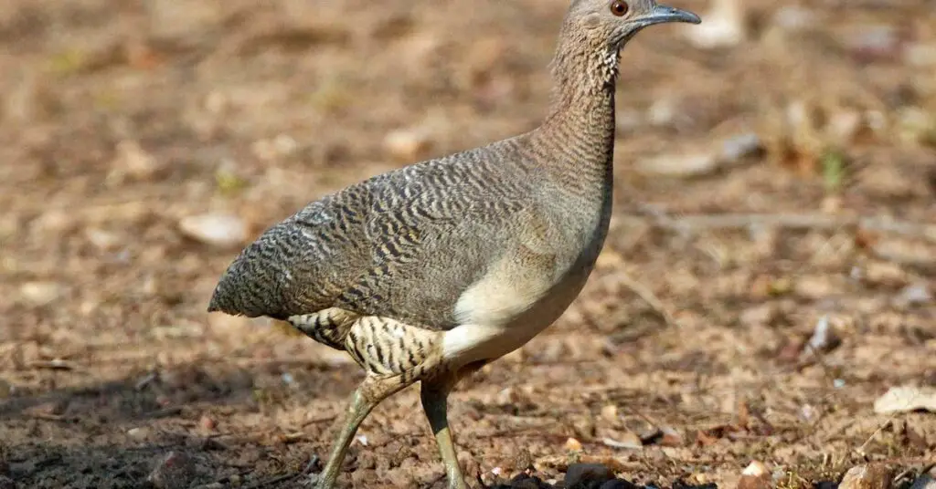 Black Tinamou