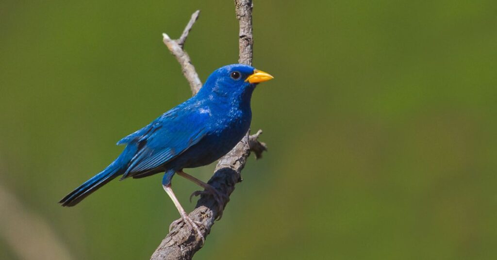 Blue Finch