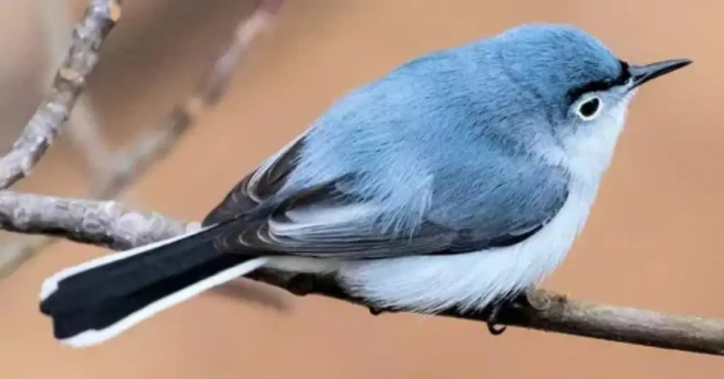 Blue-Gray Gnatcatcher