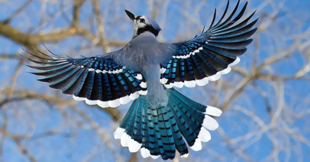 Blue Jay