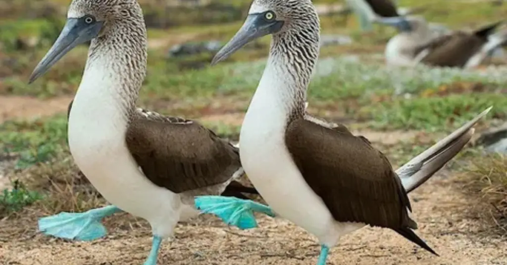 Blue-footed Booby