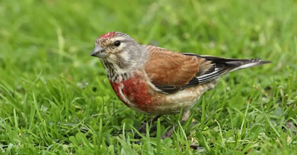 Common Linnet