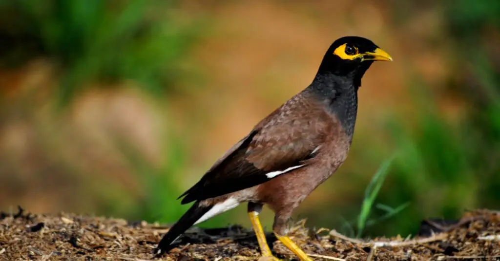 Common Myna