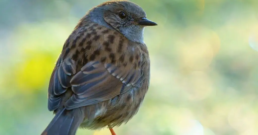 Dunnock