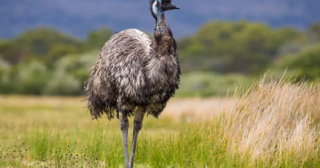 Emu