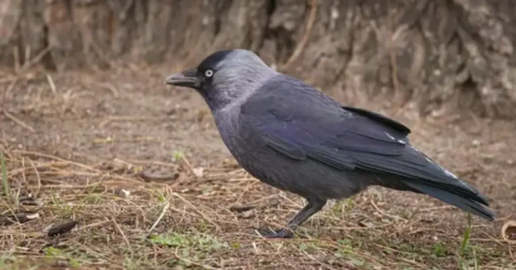 Eurasian Jackdaw