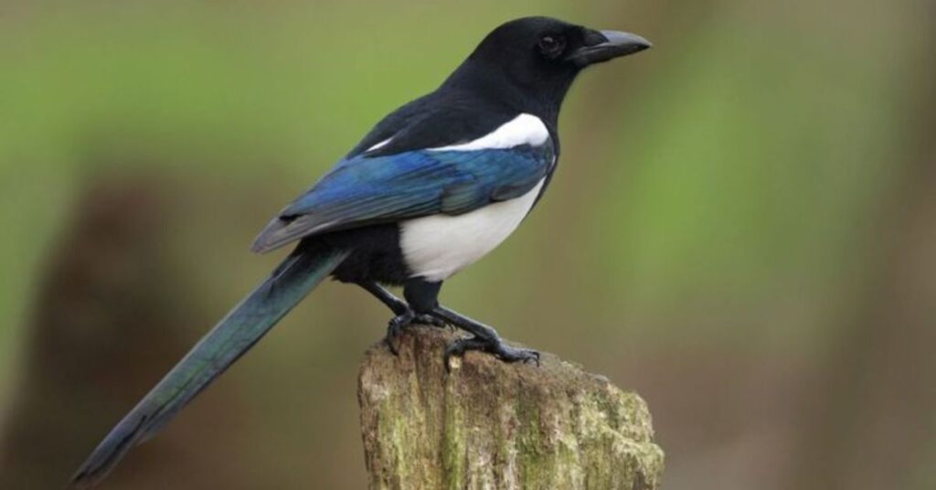 Eurasian Magpie