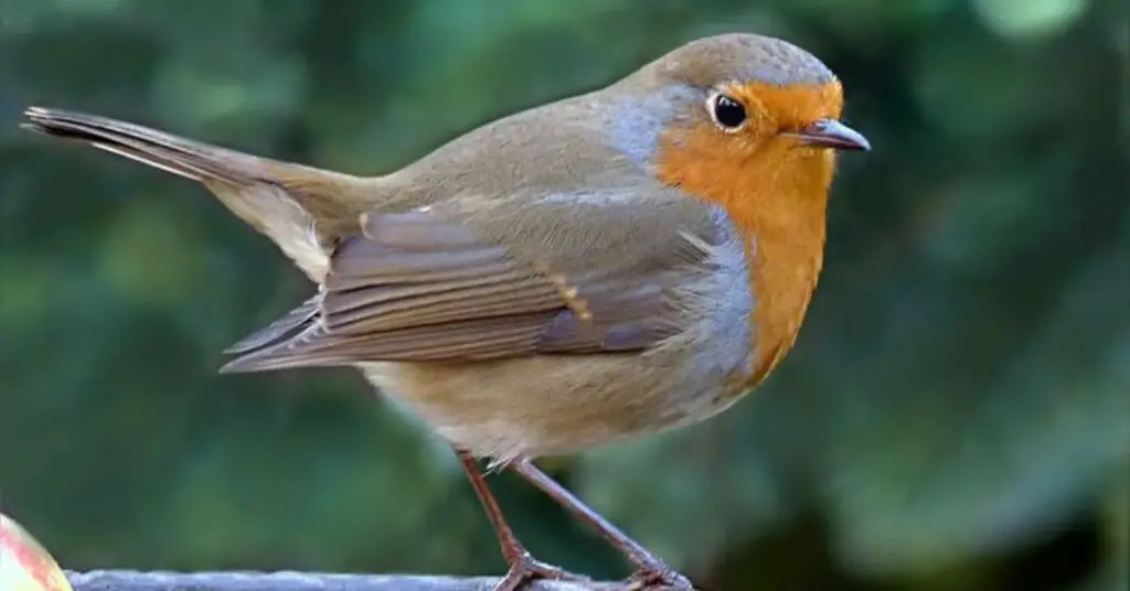 European Robin