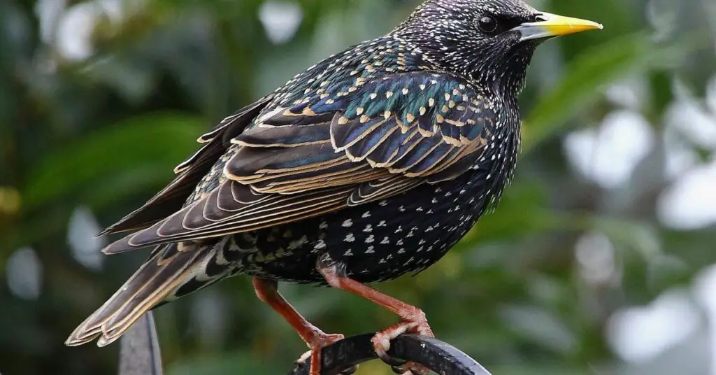 European Starling