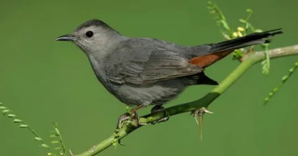 Gray Catbird