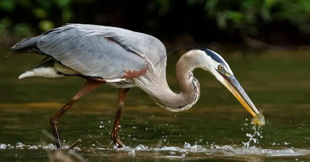 Great Blue Heron