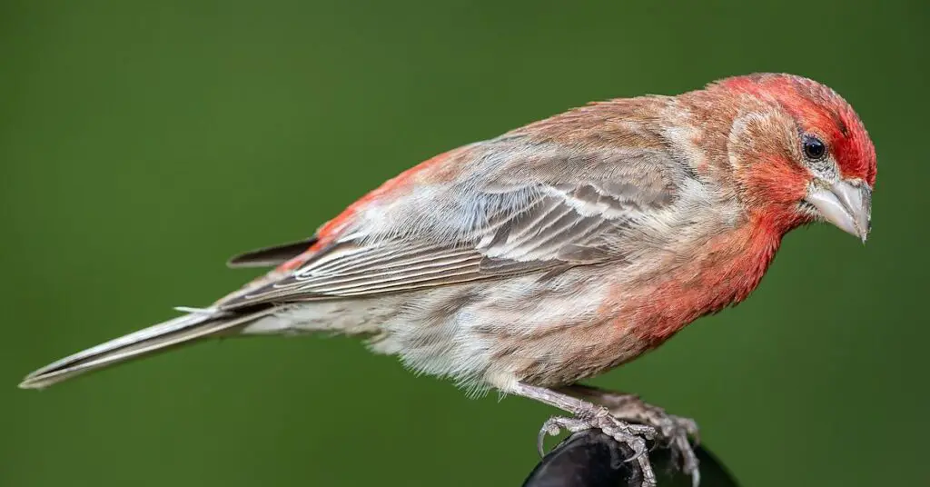 House Finch