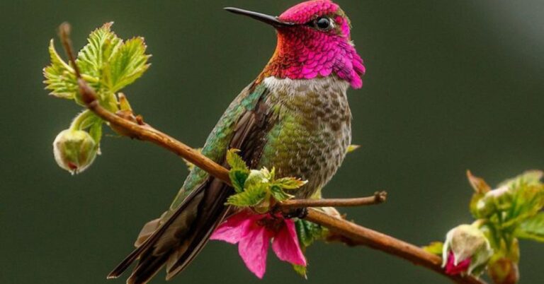 Hummingbird spiritual meaning