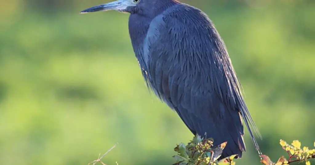 Little Blue Heron