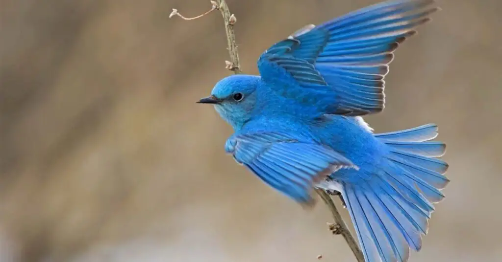 Mountain Bluebird