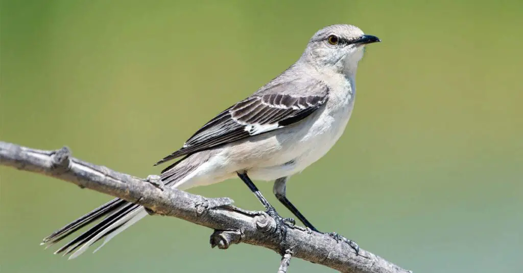 Northern Mockingbird