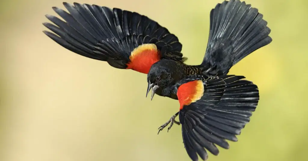 Red-Winged Blackbird