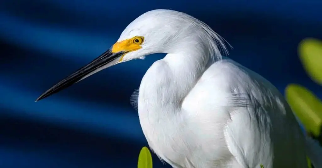 Snowy Egret