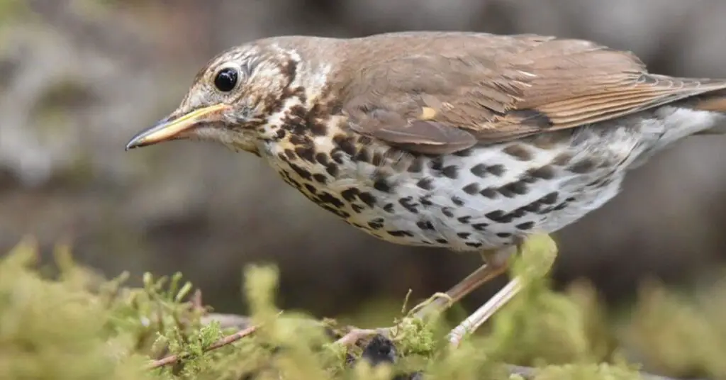 Song Thrush