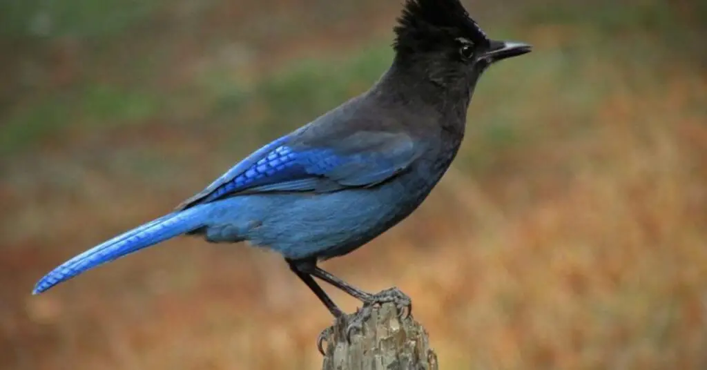 Western Bluebird