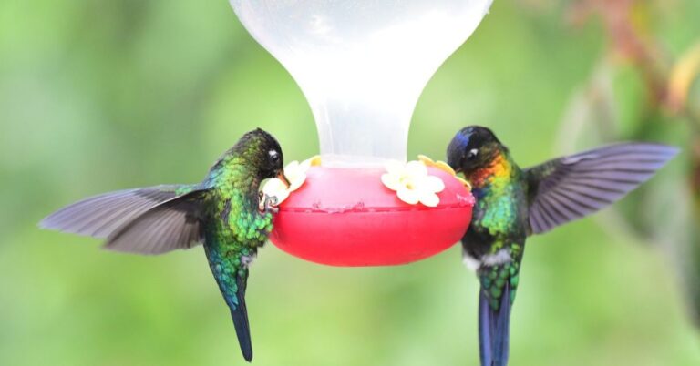 Where to put hummingbird feeder