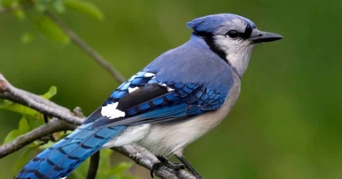 Blue jay meaning