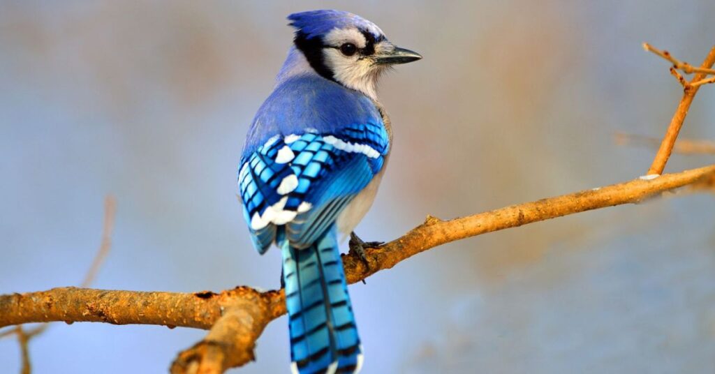 Blue jay bird