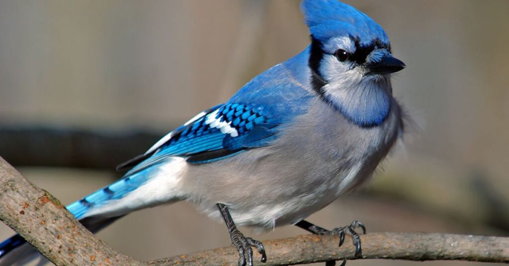 Blue jay spiritual meaning