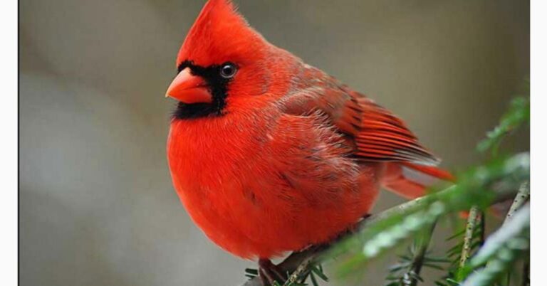 cardinal bird