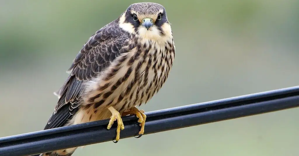 Eurasian Hobby