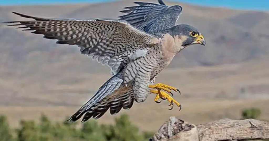 Fastest birds in the world