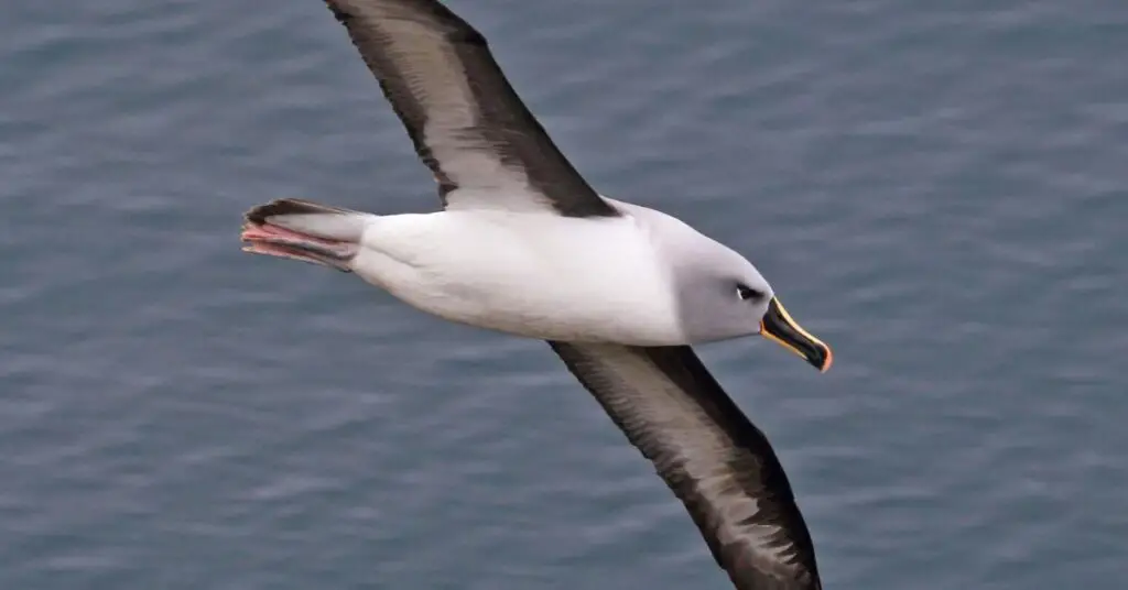 Grey-Headed Albatross