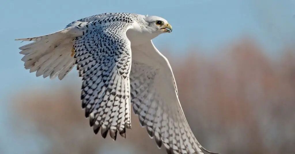 Gyr Falcon