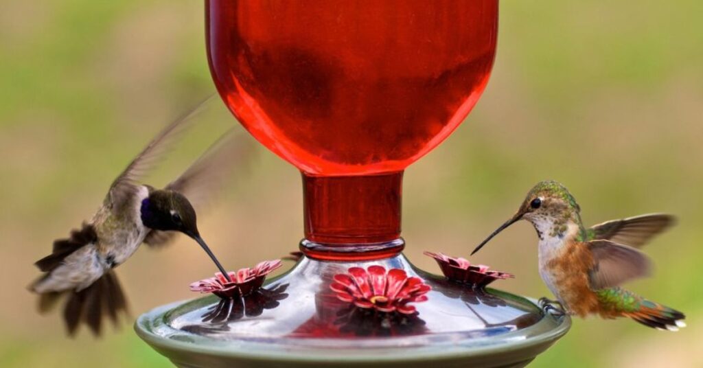 Hummingbird feeders