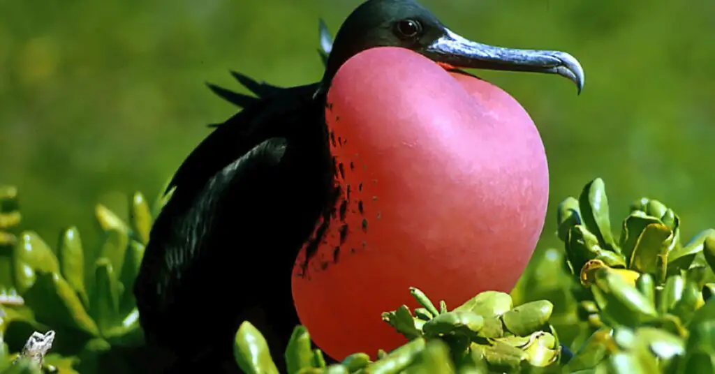 Magnificent Frigatebird