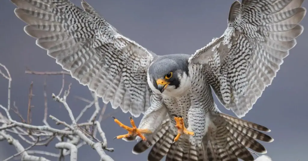 Peregrine Falcon