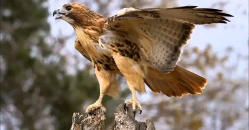 Red-Tailed Hawk