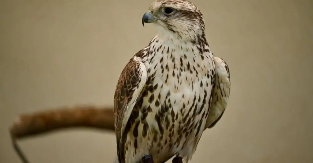 Saker Falcon