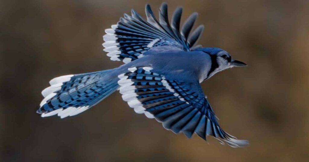 Seeing a blue jay meaning