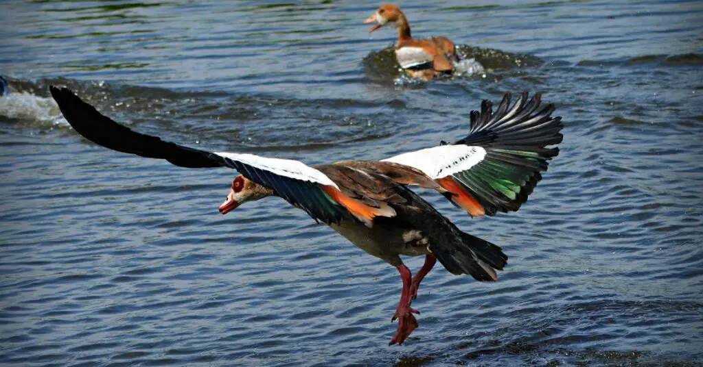 Spur-Winged Goose