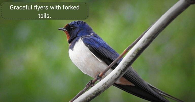 Swallow bird