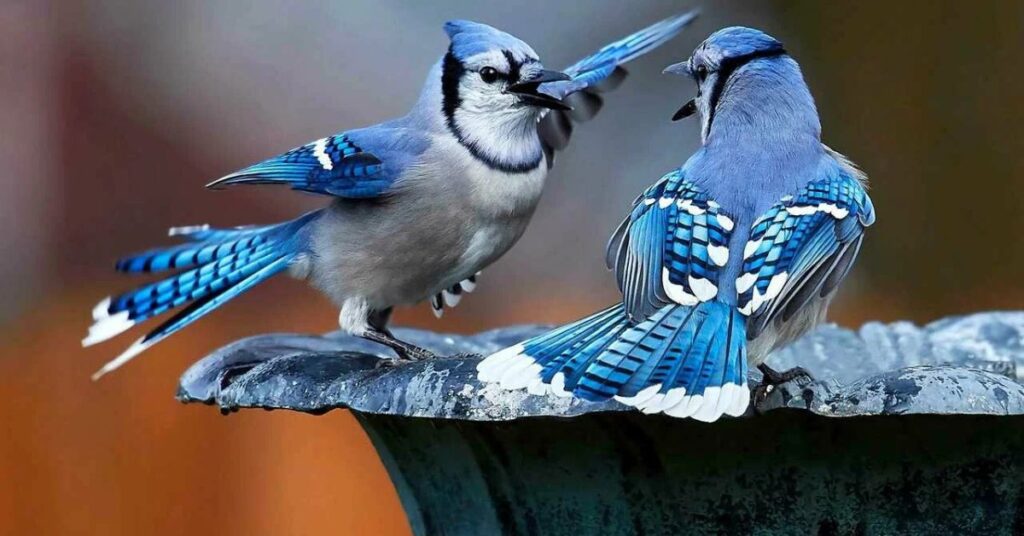 what does it mean spiritually to see a blue jay