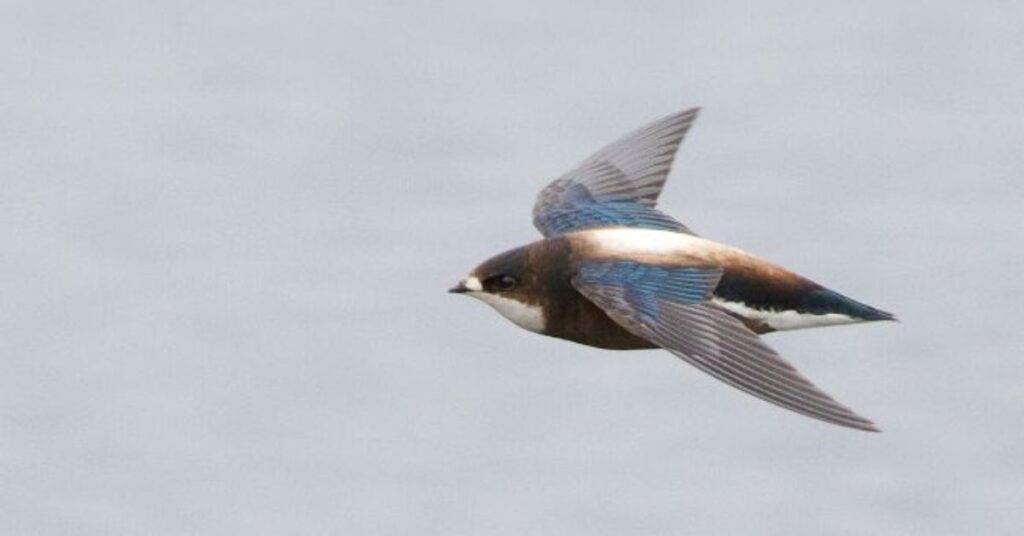 White-Throated Needle-Tailed Swift