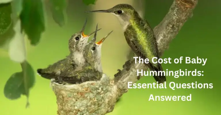 baby hummingbird