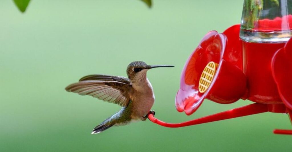 best hummingbird feeder 2024