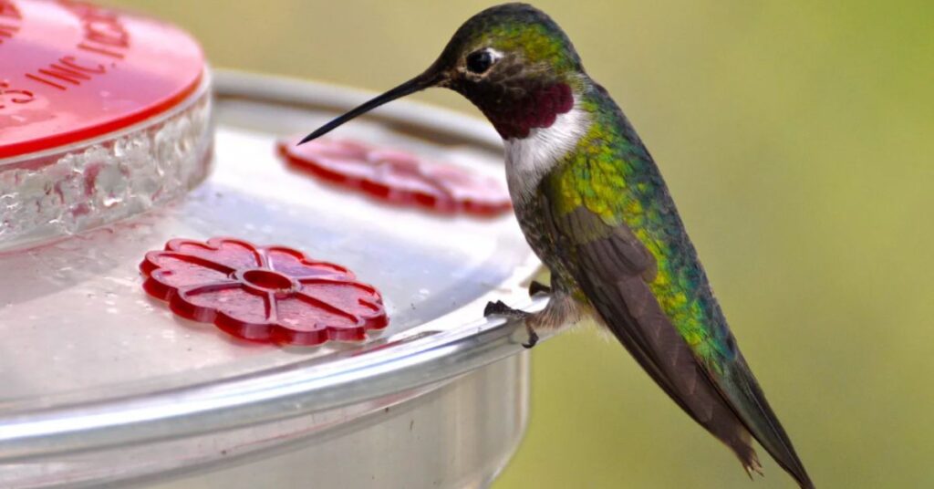 best hummingbird feeder ever