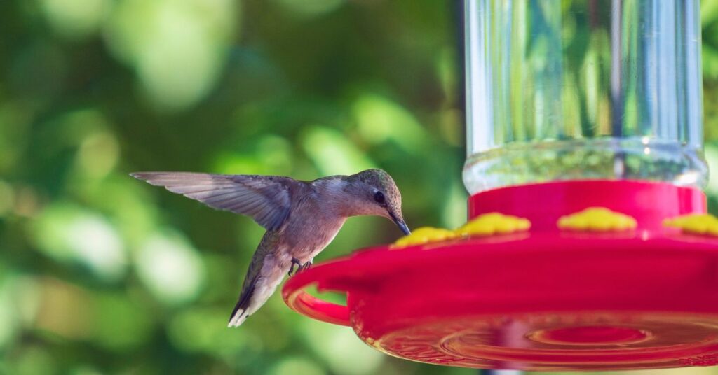 best hummingbird feeders